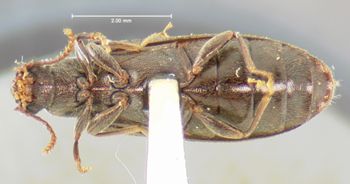 Media type: image;   Entomology 7976 Aspect: habitus ventral view